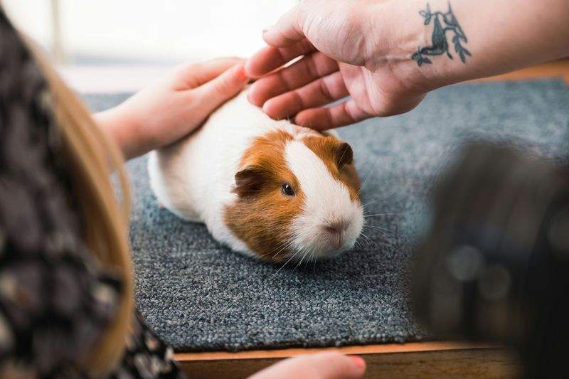 飼育相談と初期セット提案